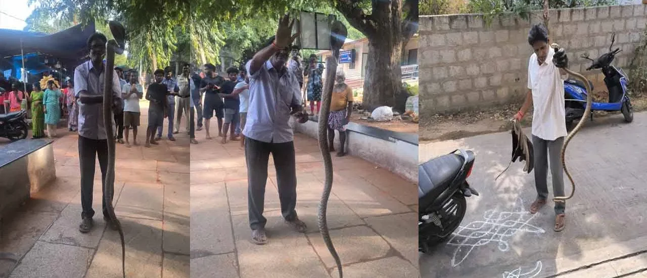 బాబోయ్.. తిరుమల నడక మార్గంలో 3 కోడె నాగులు.. దెబ్బకు భక్తులు గజగజ!